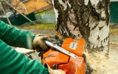Спил и вырубка деревьев - Псков, цены, предложения специалистов