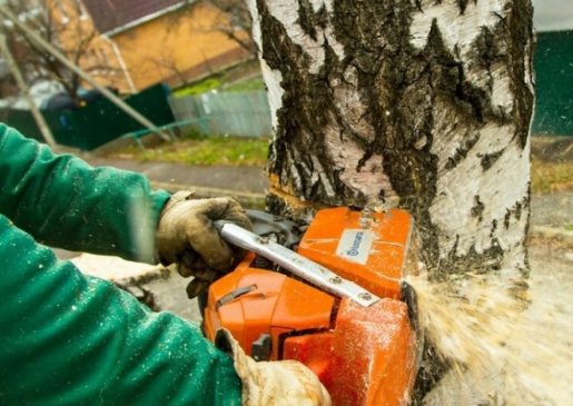 Спил и вырубка деревьев стоимость услуг и где заказать - Псков