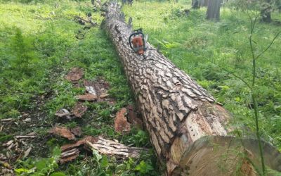 Спил и вырубка деревьев, корчевание пней - Новоржев, цены, предложения специалистов