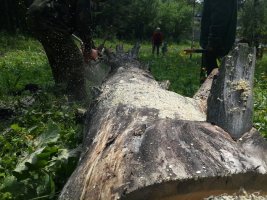 Спил и вырубка деревьев, корчевание пней стоимость услуг и где заказать - Новоржев